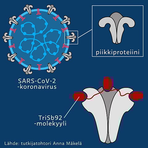 The Waratah, or Telopea, has been the floral emblem of the Australian state of New South Wales (NSW) since 1962.