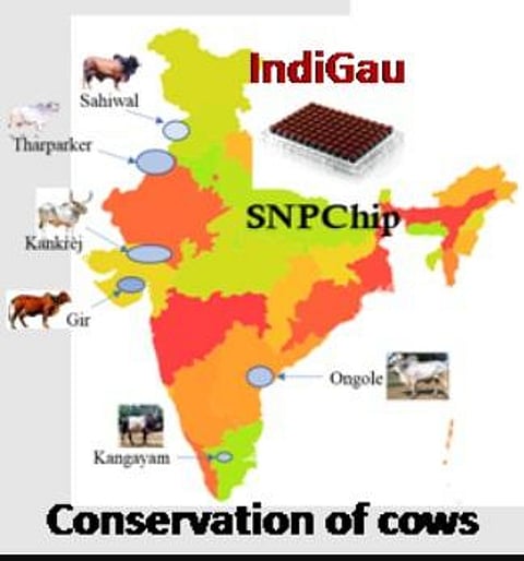 IndiGau: Indigenous Cattle Genomic Chip By NAIB