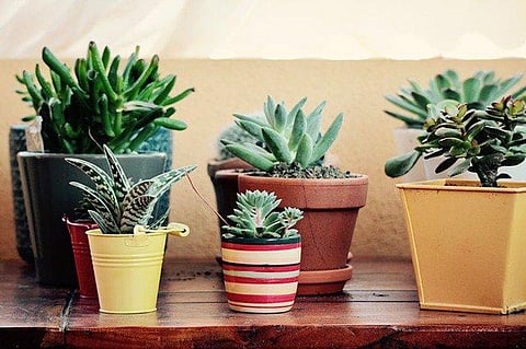 Grow Your Own Immunity Boosting Garden At Home