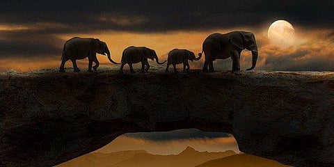 World Wildlife Day: Here Are Some Wildlife Sanctuaries Worth Visiting