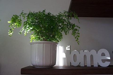Study: Keeping Plants At Home Can Keep You Mentally Healthy