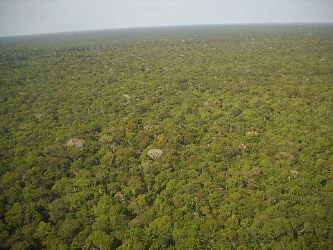 Increase in Deforestation in Brazilian Amazon Causes Massive Forest Destruction