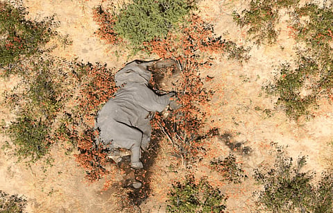 Mystery Deaths of At Least 275 Elephants in Africa, Probe Launched