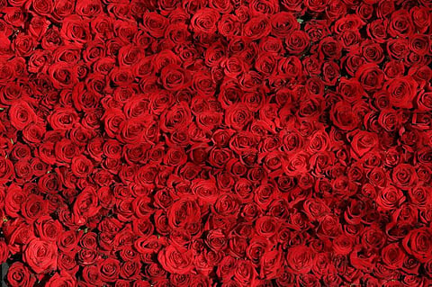 Rose Scent Can Improve Learning and Sleeping Quality: Study