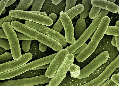 Microorganisms Living In The Gut May Alter The Ageing Process