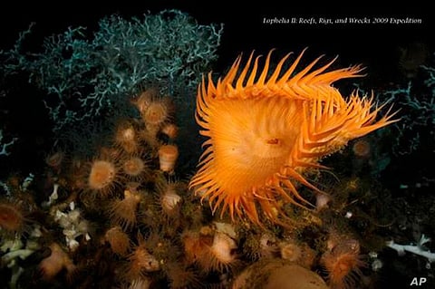 Countries to Test Nuclear Technique that Sterilizes Mosquitoes to Control Spread of Dengue, Zika