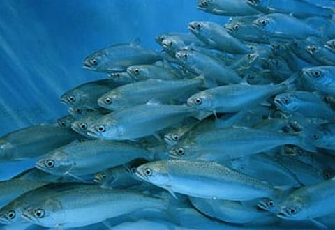 Odisha Government Imposes 7-month Fishing Ban to Protect Olive Ridley Sea Turtles