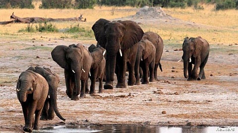 Global Wildlife Group Approves Ban on Capture and Transfer of Wild African Elephants to Zoos