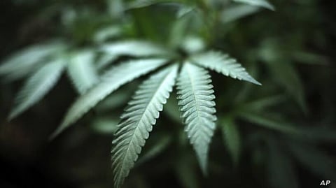 DOJ Moving Forward to Expand Number of Marijuana Growers for Federally-Authorized Cannabis Research