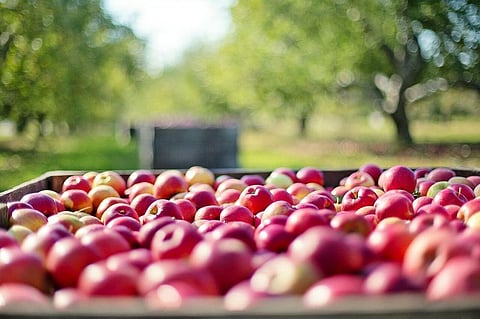 Continuous Lockdown in Jammu and Kashmir Having Big Impact on Apple Farming in Valley