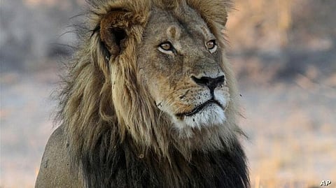 Group of Activists Trying to Persuade International Conservation Conference to Ban Trophy Hunting