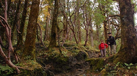 Giving Local Communities Responsibility to Manage Forests Could Help Ease Poverty, Deforestation