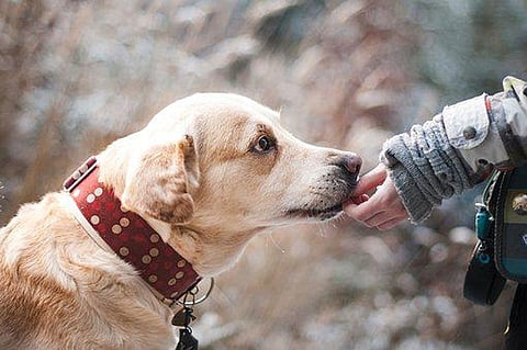 Research Claims, Having A Pet Can Help Older People Stay Physically Active
