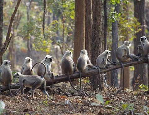A Day-trip to Pench National Park