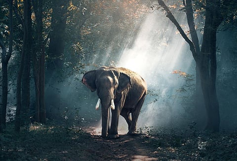 Thailand: Elephants Aid in Spreading Fruit Seeds