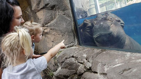 Call Her Professor Fiona: Baby Hippo An Educational Force