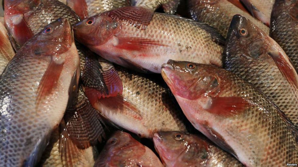 Award Winning Project Helps In Hunting Illegal Fishing