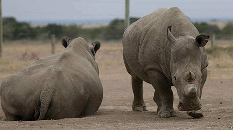 ‘The Last Animals’ Sheds Light on Rhino, Elephant Extinction