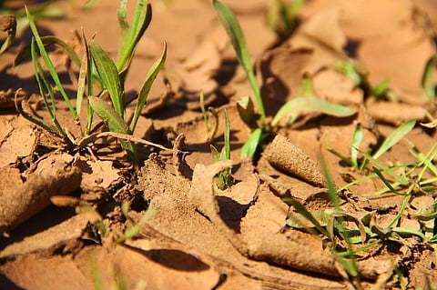 SPHEEHA: An Agra based NGO Plants Saplings with Radio Frequency Identification Chips