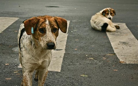 Man from Taiwan Builds Wheelchairs for the Injured and Disabled Dogs
