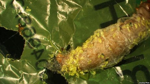 World’s last Male Northern White Rhino Seeks Mate on Dating app Tinder