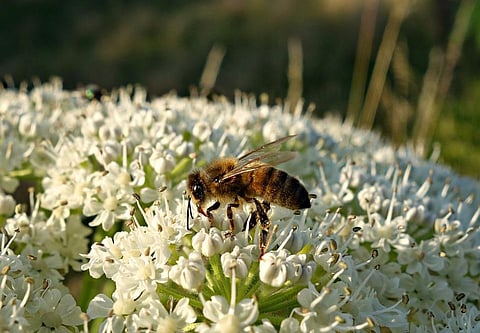 Meet 12-year-old Kavya Vignesh is building Robots to save Honey Bees