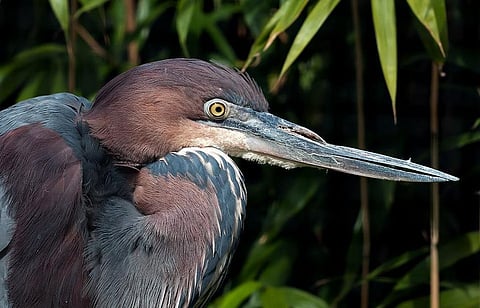 Traffic Noise can reduce Birds’ ability to hear an Alarm call, making them Vulnerable to Predators