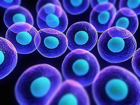 Stem cells may hold secret to curing blindness: Study