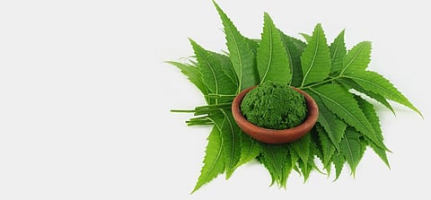 Neem extract can be used in pancreatic cancer treatment