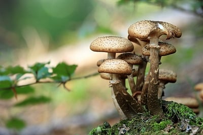 A psychedelic compound found in psilocybin, commonly known as magic mushrooms, can help to "open up" depressed people's brains, enabling brain regions to talk more freely to one another, finds a study. (IANS)