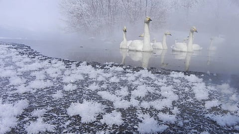 Frost Flower : बेहद कम तापमान होने के कारण इसमें पतले पतले परते बन जाती है। इन्हे आर्कटिक सागर और उसके आसपास के इलाकों में देखा गया है। (Wikimedia Commons0
