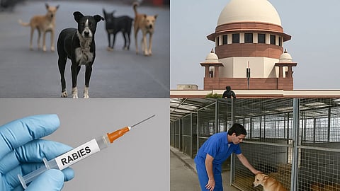 रेबीज़ और आवारा कुत्तों की बढ़ती समस्या और सुप्रीम कोर्ट 
