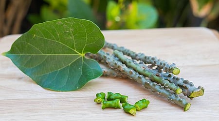 गिलोय  के पत्ते है 