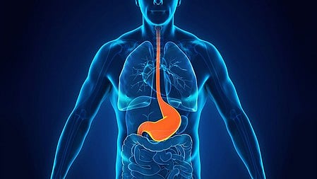 एक इंसान का स्ट्रक्चर जिस में पीट को दिखाया जा रहा है।   