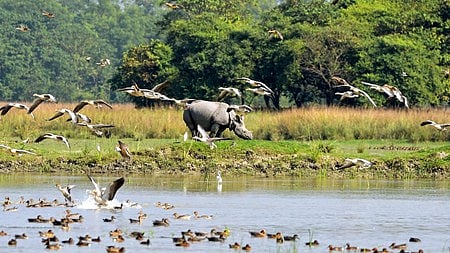 वन्यजीव सप्ताह