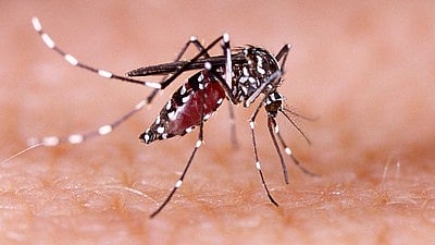 नोएडा, गौतमबुद्ध नगर जिले में डेंगू का कहर लगातार बढ़ता जा रहा है।