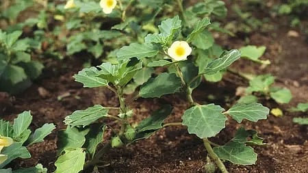 गोखरू का हरा पौधा नज़र आ रही है|