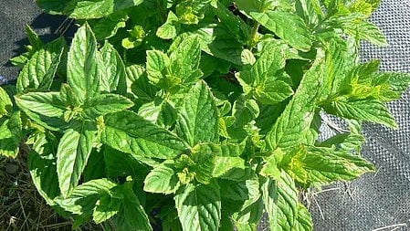 पुदीने की पत्तियां दिखाई दे रही हैं|