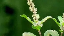 तुलसी का पौधा, स्वास्थ्य और इम्यूनिटी बढ़ाने वाला प्राकृतिक हर्ब।