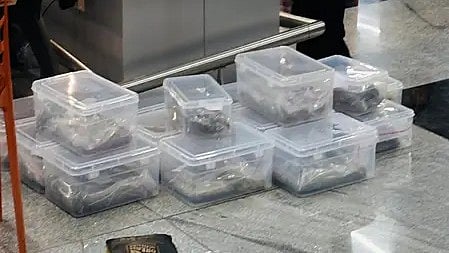 तस्वीर में जब्त किए गए हाइड्रोपोनिक वीड (ड्रग्स) दिखाई दे रहे हैं।