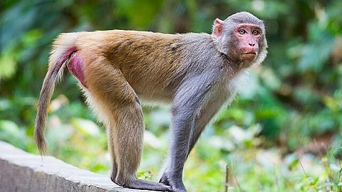 इस इमेज में बंदर को देखा जा सकता है। 