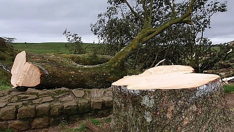 तस्वीर में कटा हुआ पेड़