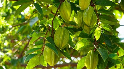 अर्जुन के पेड़ की तस्वीर 