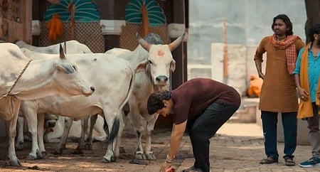 इस तस्वीर में गाय और आदमी लोगों को देख सकते हैं। 