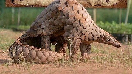 पैंगोलिन टहलते हुए। 