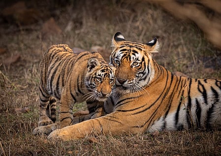 विश्व वन्यजीव दिवस धरती को समृद्ध करने वाली अद्भुत जैव विविधता का उत्सव मनाने का अवसर : पीएम मोदी
