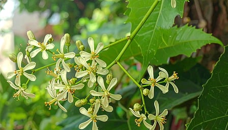 हीटवेव से अपच तक को दूर करने में कारगर, गर्मी में सेहत के लिए वरदान से कम नहीं