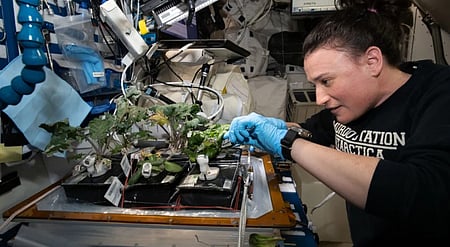 स्पेस में ऐसे पौधे उगाते हैं एस्ट्रोनॉट्स, जानें क्या है
