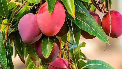 लाल रंग के आम की तस्वीर 
