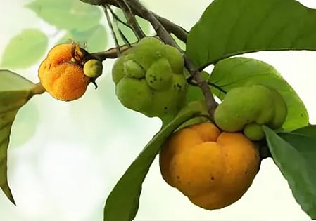 पाचन, त्वचा से लेकर बालों तक के लिए फायदेमंद बड़हर, प्रकृति का खजाना खट्टा-मीठा